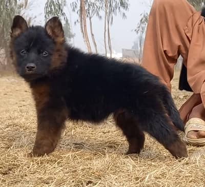 black German Shepherd puppies for sale