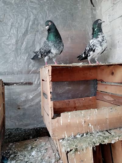 dubb Wala pair bhot acha old blood line