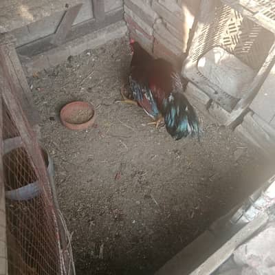 Aseel Murga Young 35000 wala 20000 me