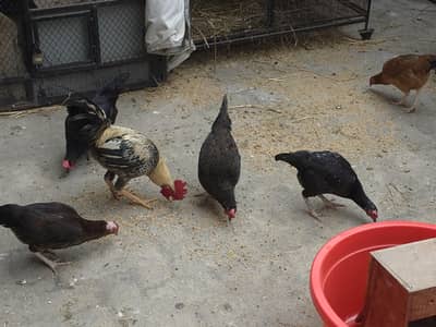 5 Hens female and 1 is Male Kuker