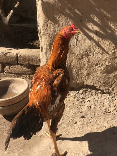 Aseel Murgha for sale