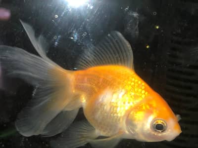 High Fin Goldfish large size