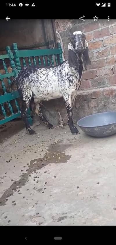 dasi bakri gaban 3.5 month