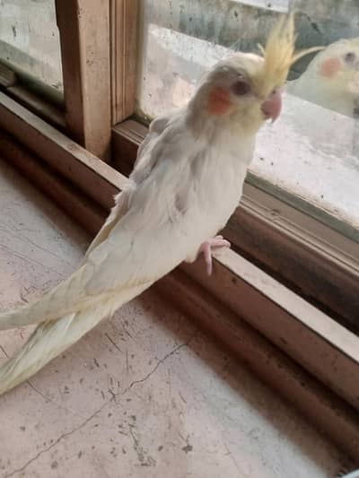 Common  white Cocktatiel  chicks for sale