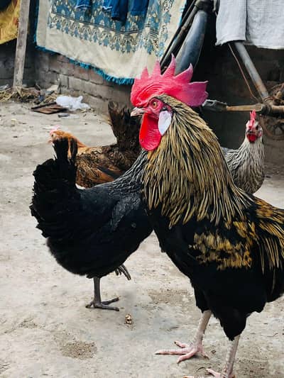 Desi 1 male 3 egg laying