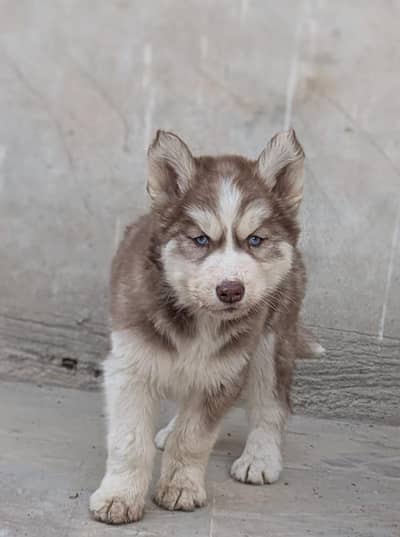 Premium Siberian husky puppy