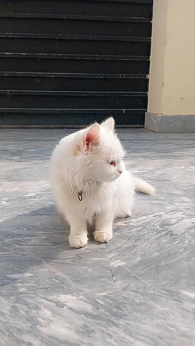 Persian cat