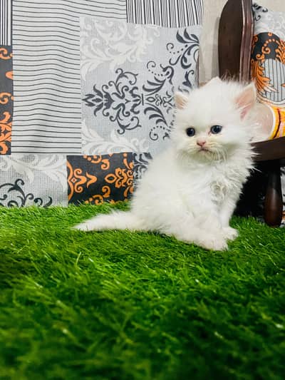 Pure Persian home breed kitten Available