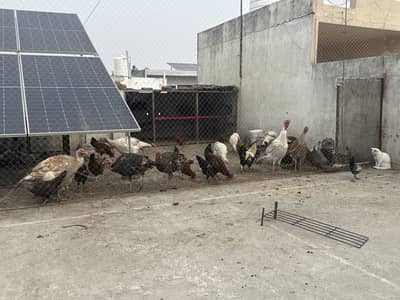 Healthy turkey male available for sale