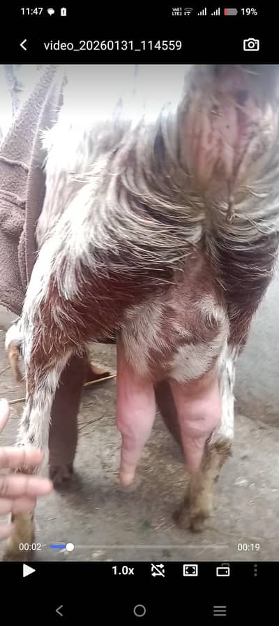 doodh wali bakri | Bakri | female