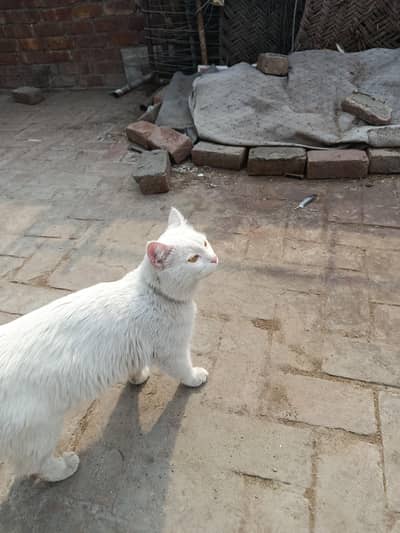 persian cat dubl coat 03035369284