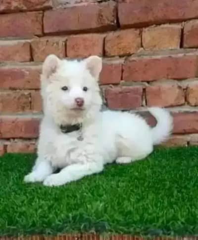 Russian poppy Dog for sale 0314/1372/694 WhatsApp