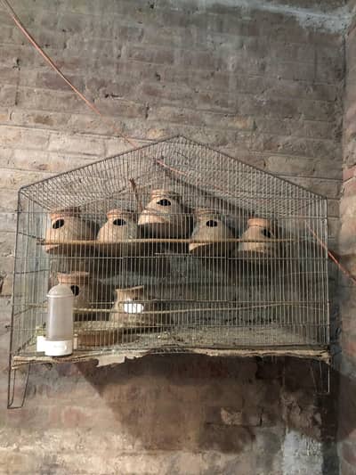 parrot cage sell