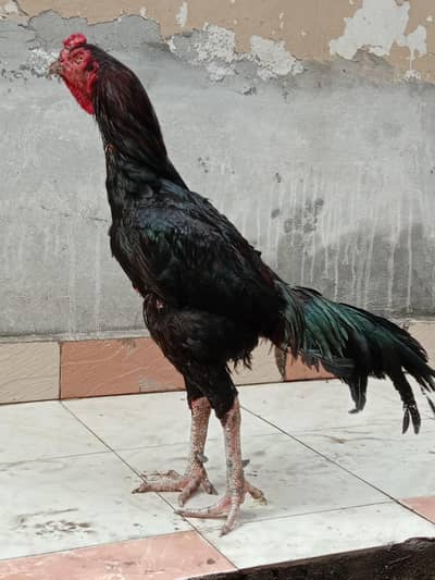 aseel murga for sale jor bandh