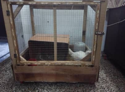 White Assel Hira with Cage