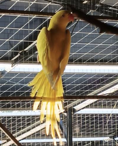 yellow ring neck female