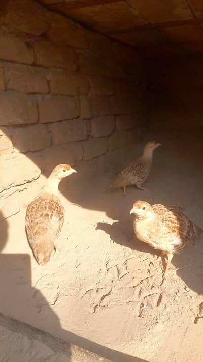 irani teetar female 2 pice