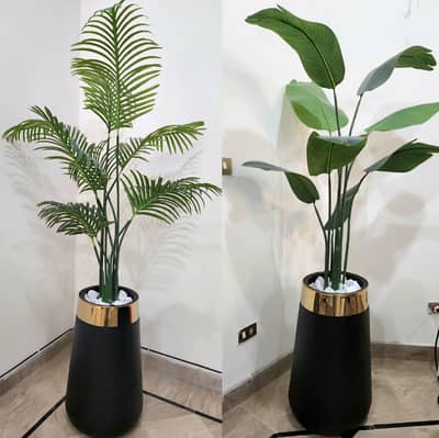 Palm plant and Banana plant with fiber pots
