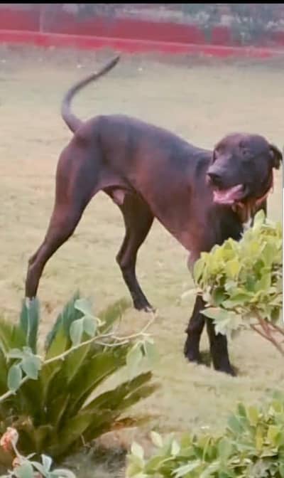 mianshahzadkamboh013