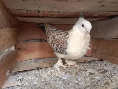 mix pegions for sale