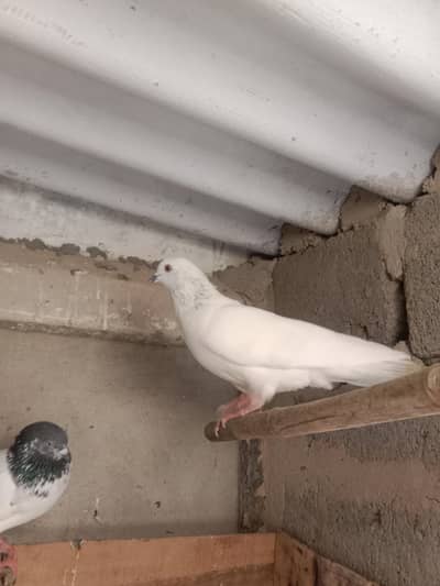 mix pegions for sale