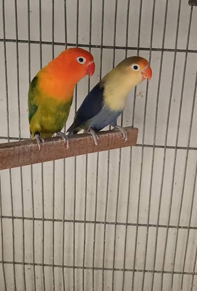 Lovebirds