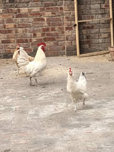 Desi misri 1 muga 4 murgian