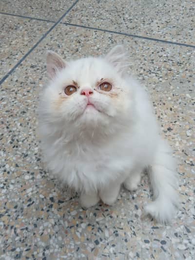 peke punch Kitten for sale