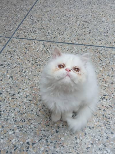 peke punch Kitten for sale