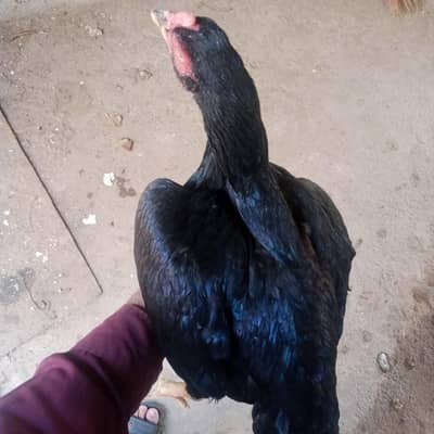 Aseel Mushki hen & Boska Murgha