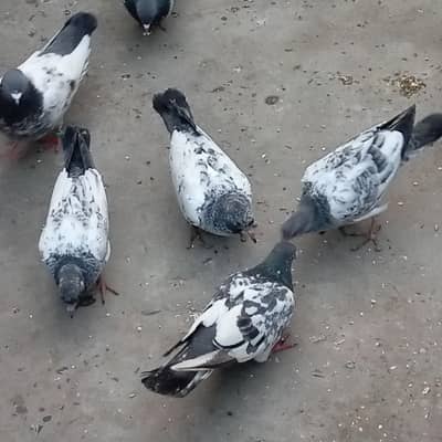 ferozpuri or teedy or jaldar  mehro wlay bachay for sale