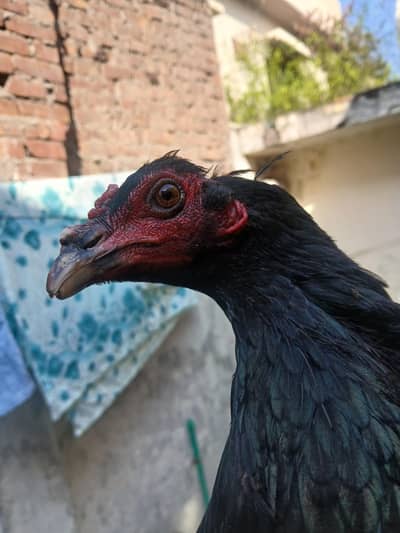 high quality aseel patha exchange 2 murghian mushaki thai aor wight ba