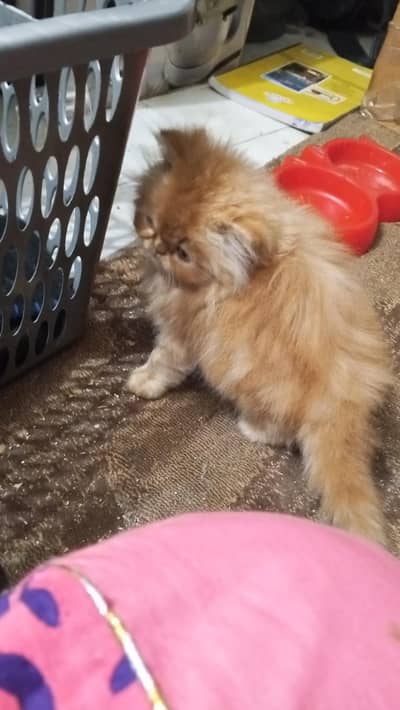 CFAline/round big eyes/pure persian/cute/longcoat/unique