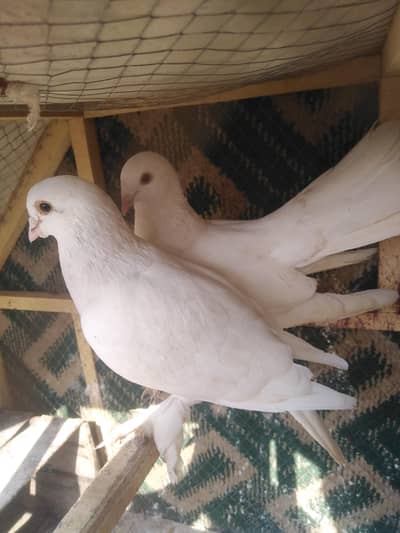 fore sale time na hone ki waja se sale krhaa ho