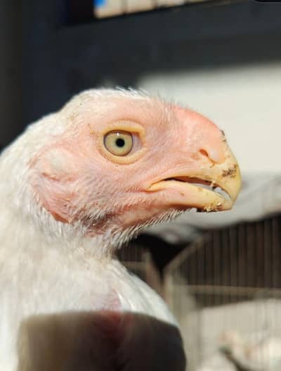 indian parrot beak paper tamilnadu long tail heera aseel