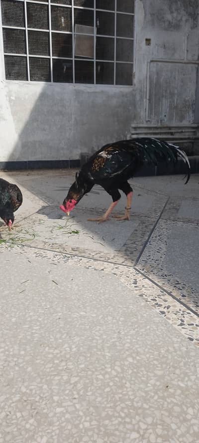 Lasani bloodline murgha