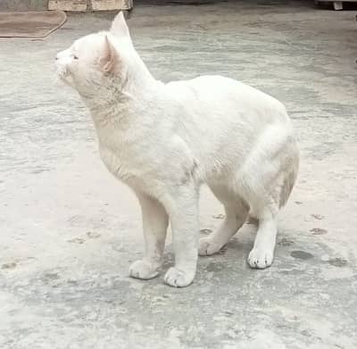 argent sell 03114847399