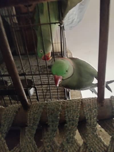 Parrot Pair for sale
