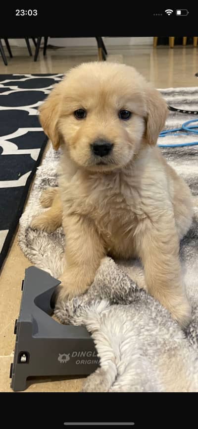 Pedigree male golden retriever puppy