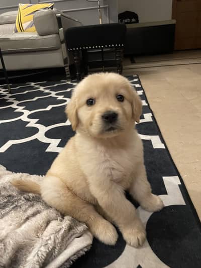Pedigree male golden retriever puppy