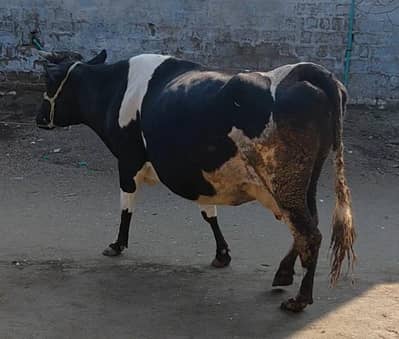 Freeson Cow for Sale