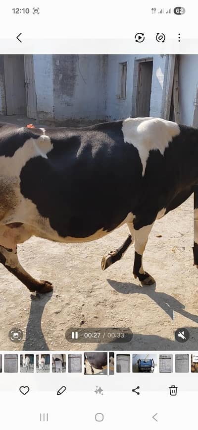 Freeson Cow for Sale