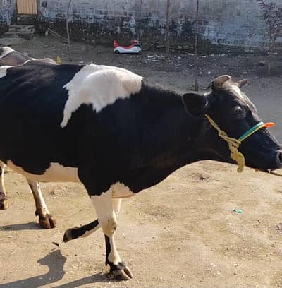 Freeson Cow for Sale