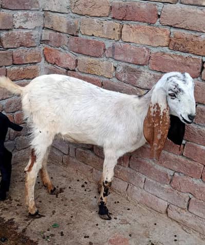 makhi cheni path for sell 03069730167