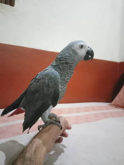 African grey