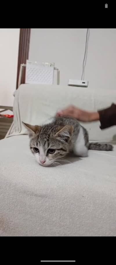 kittens for adoption