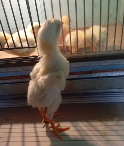 Pure White Shamo Chick