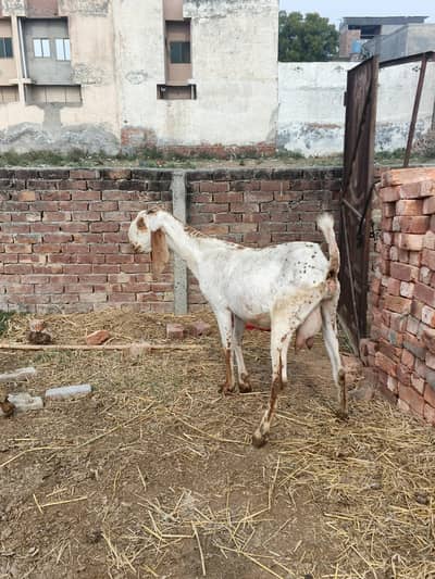 goats for sale in lahore