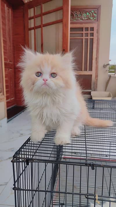 persian high quality kittens