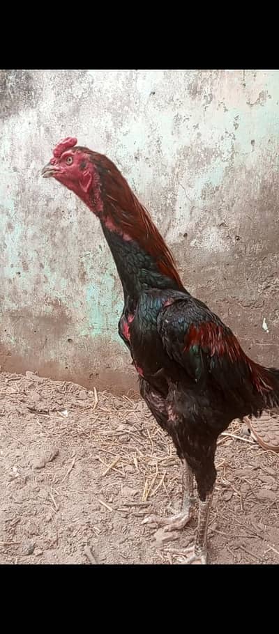 Thai + pakoya patha loker for sale long hight game video available hai